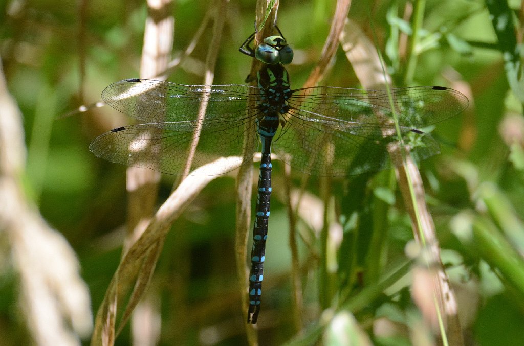 062 2014-08307425 Oxbow NWR, MA.JPG - Green-striped Darner (Aeshna verticalis) dragonfly. Oxbow National Wildlife Refuge, MA, 8-30-2014